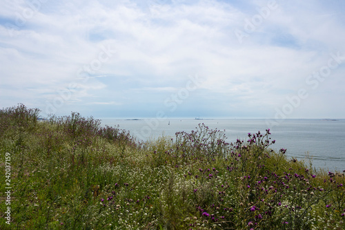 Thistle plants thistle on the shore against the backdrop of the sea landscape and the Gulf of Finland on a summer day. View from the island to the sea distance.