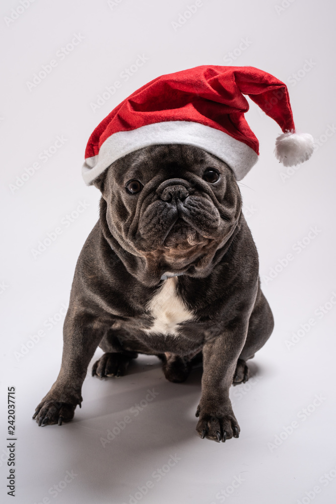 Portrait of an adorable french bulldog wearing a Santa Claus hat looking to the camera. Amazing concept for advertise pedigree or canine food