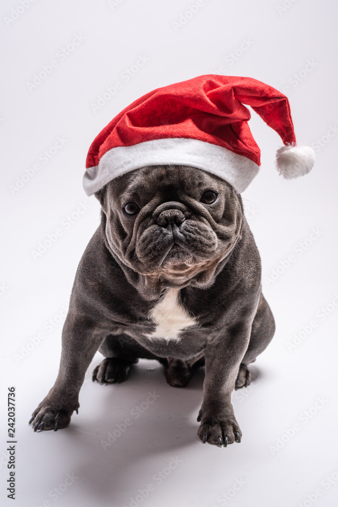 Portrait of an adorable french bulldog wearing a Santa Claus hat looking to the camera. Amazing concept for advertise pedigree or canine food