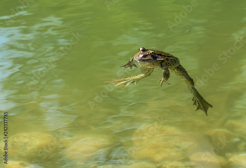 Green frog foating in a pond