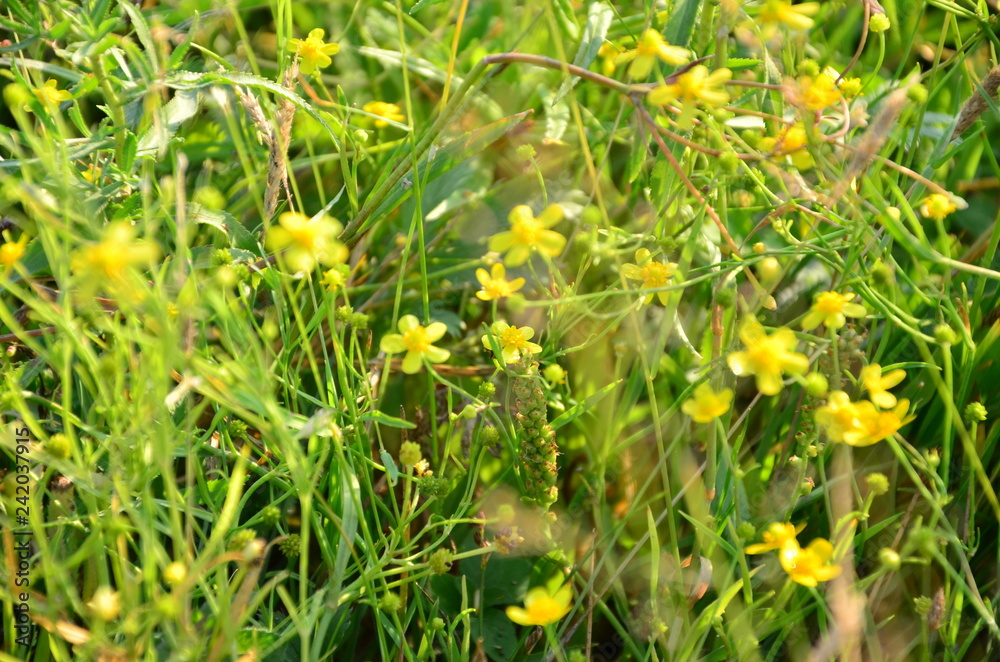 field of yellow flowers field of yellow flowers
