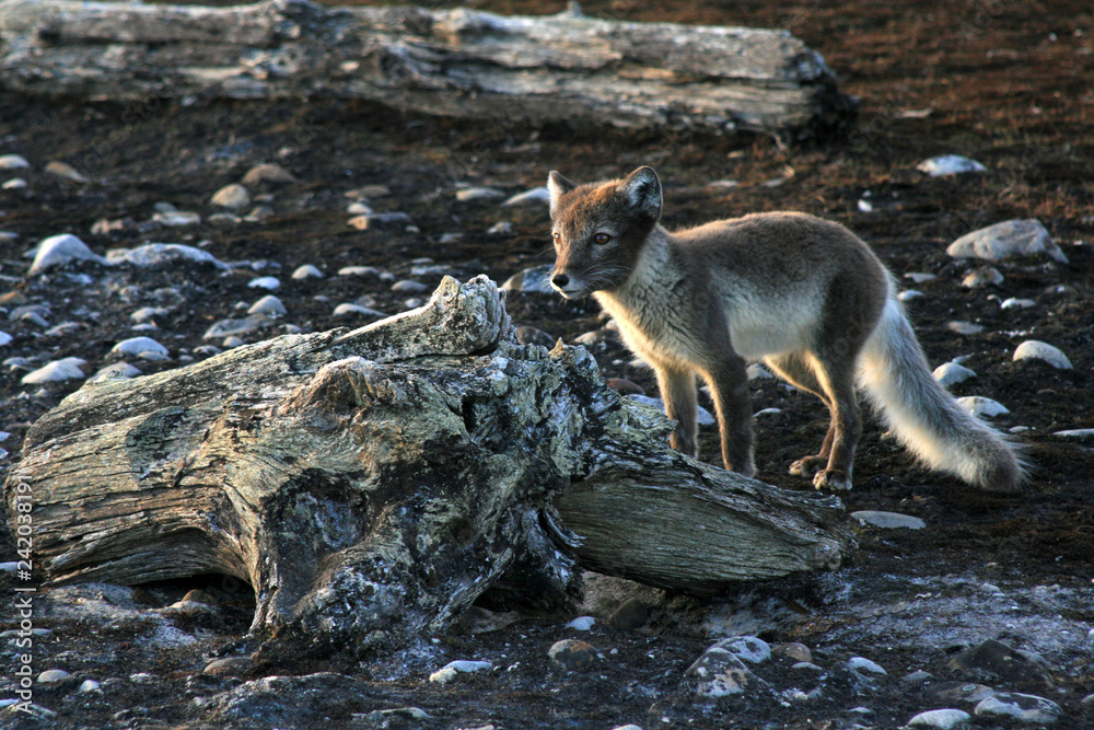 Arctic fox (Alopex lagopus) Svalbard, Spitsbergen, Norway