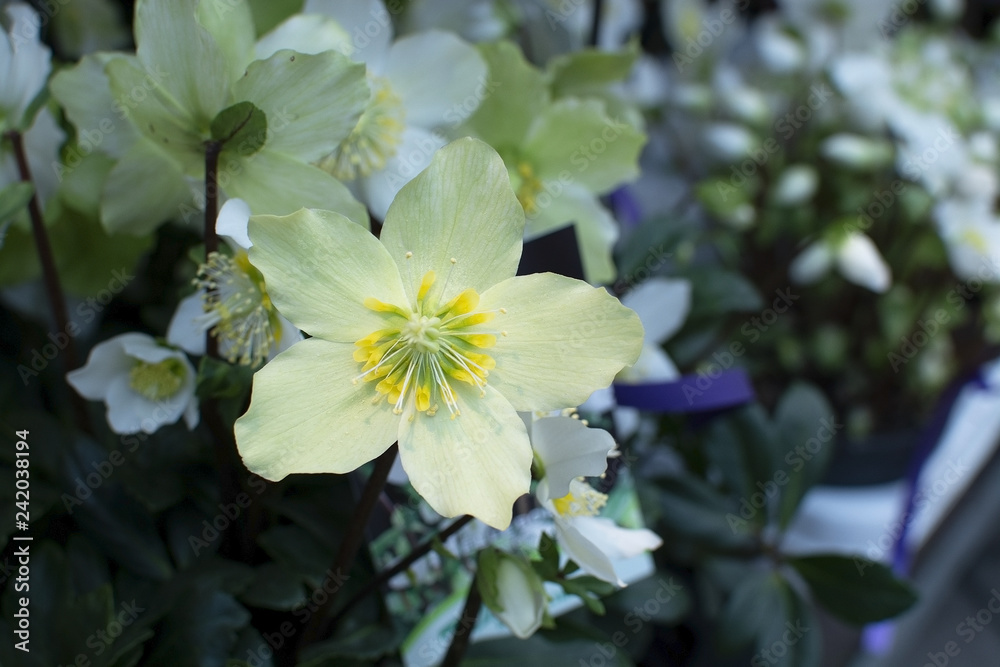 Helleborus Christmas white rose closeup Helleborus Christmas white rose closeup
