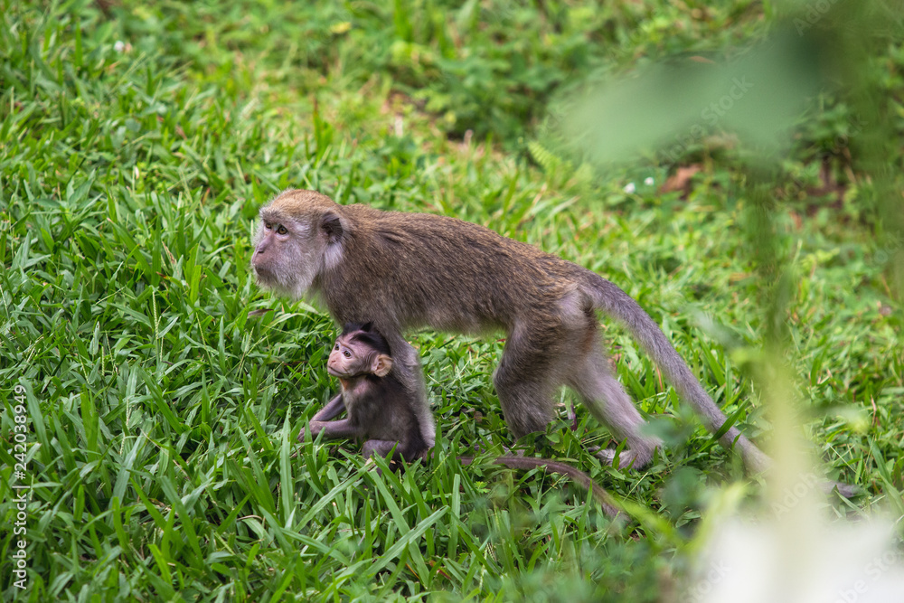 Fototapeta premium Affenmutter mit Affenbaby (Makak) in Indonesien im Urwald