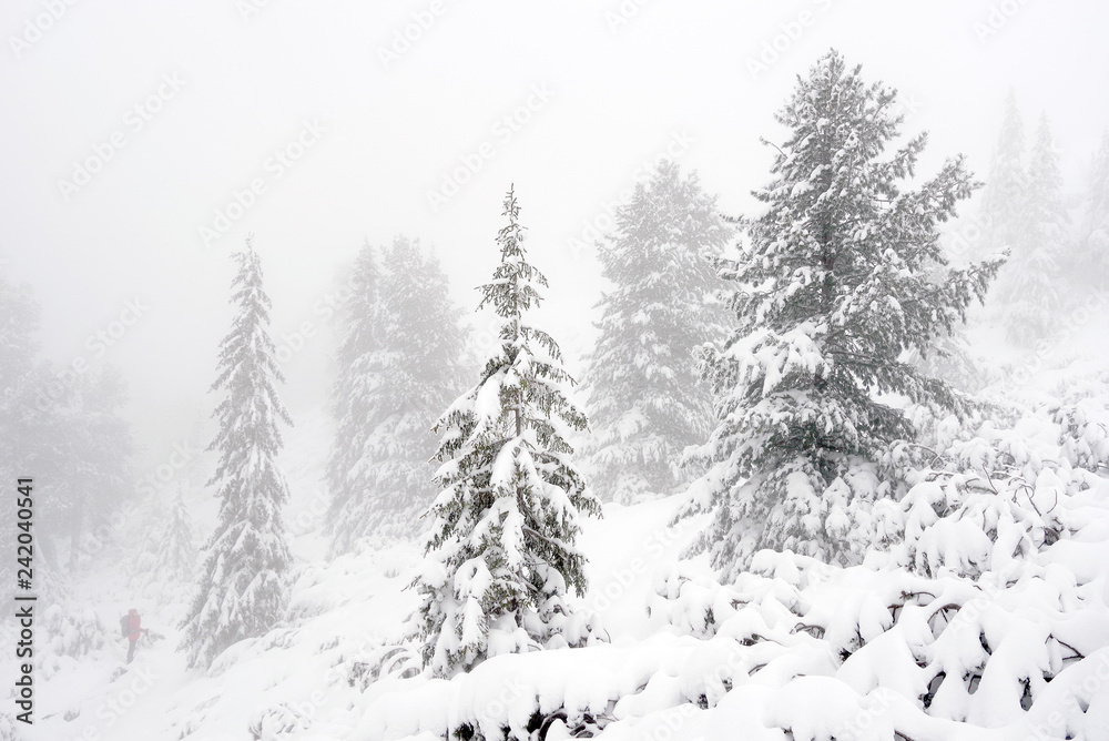 Naklejka premium Zimowy krajobraz w górach. Jodły ubrane w ciężki śnieg.