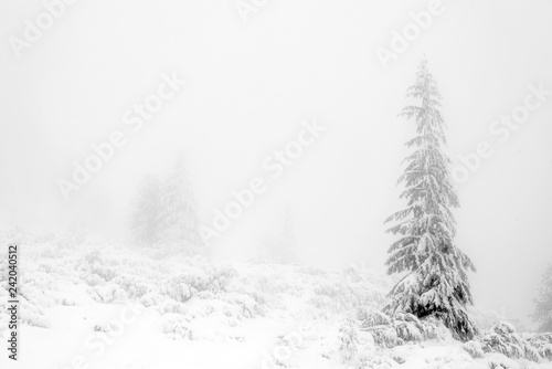 Winter landscape in the mountains. Fir trees dressed in heavy snow.