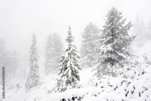 Winter landscape in the mountains. Fir trees dressed in heavy snow.