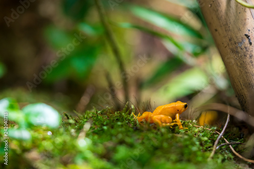 Golden mantella frog