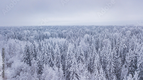 Aerial view forest winter. Snowy tree branch in a view of the winter forest.