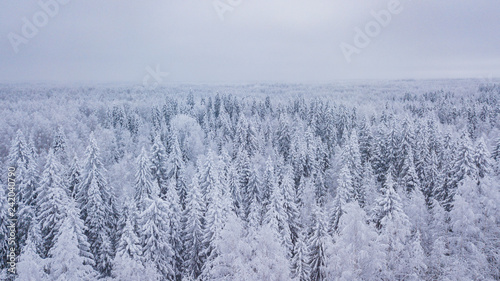 Aerial view forest winter. Snowy tree branch in a view of the winter forest.