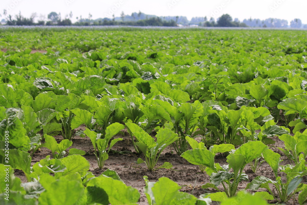a field with little green sugar beet plants in the dutch countryside in springtime a field with little green sugar beet plants in the dutch countryside in springtime