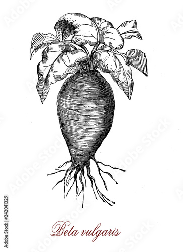 Vintage engraving of beta vulgaris or beet, herbaceous plant cultivated for the edible fleshy roots, dark red or white, served as cooked vegetable or pickled.