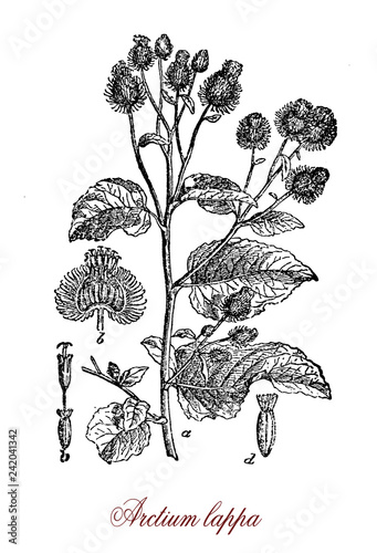 Vintage engraving of arctium lappa or greater burdock, Eurasian plant in the sunflower family with purple flowers and edible roots photo