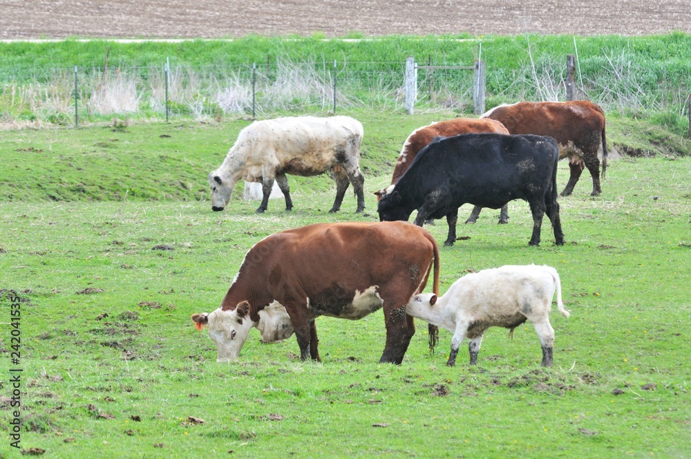 Grazing Cattle Grazing Cattle