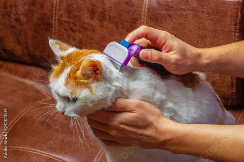 Cat is brushed and combed.Owner hand holding of brush combing fur of a cat.