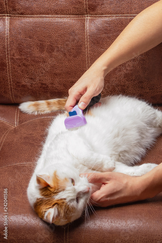 Fototapeta Naklejka Na Ścianę i Meble -  Cat is brushed and combed.Owner hand holding of brush combing fur of a cat.