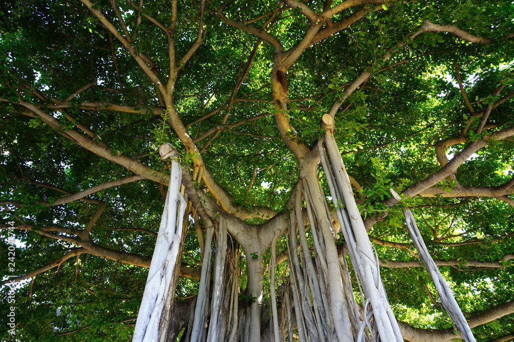 View of a large historic banyan tree in Kuhio Beach Park near Waikiki ...