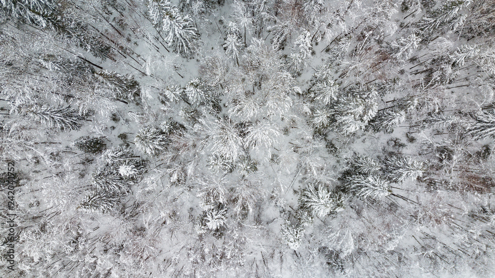 Aerial view of snow covered pine forest. Top down winter tree background. Aerial view of snow covered pine forest. Top down winter tree background.