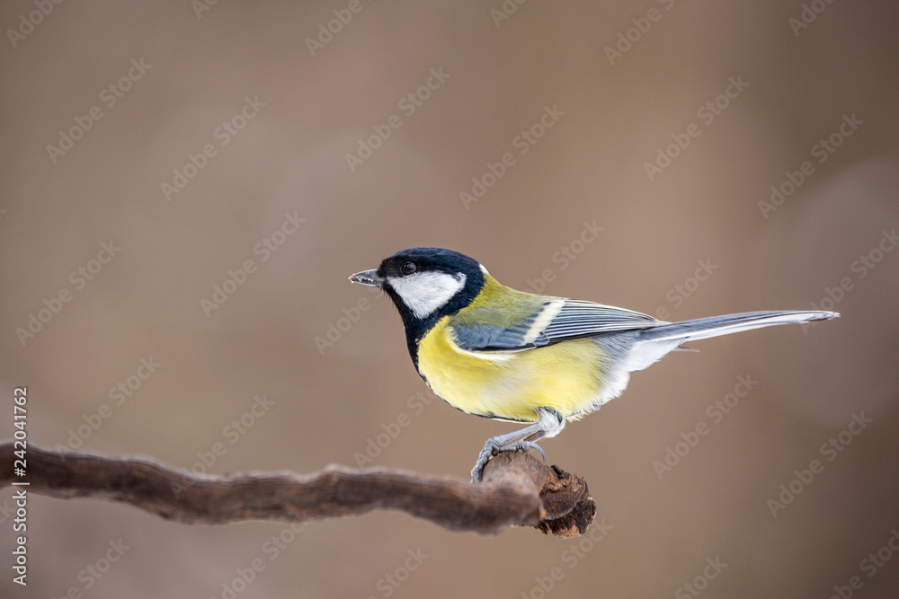 Parus major, Blue tit sitting on the branch. . Wildlife Parus major, Blue tit sitting on the branch. . Wildlife