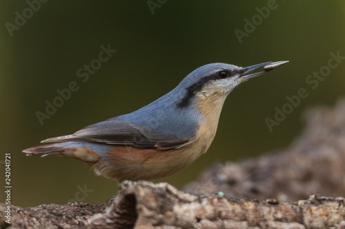Nuthatch perched on a branch in a forest of Spain © Alberto