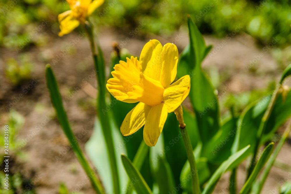 Yellow narcissus in the garden on spring Yellow narcissus in the garden on spring