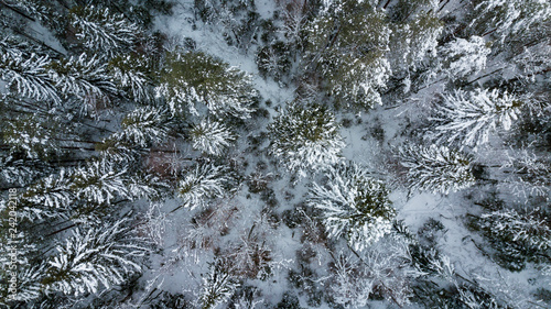 Aerial view of snow covered pine forest. Top down winter tree background. © Quatrox Production