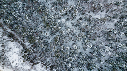 Aerial view of snow covered pine forest. Top down winter tree background.