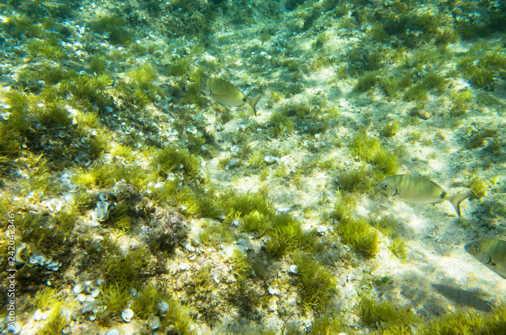 The bottom of the Middle Sea with algae and fish