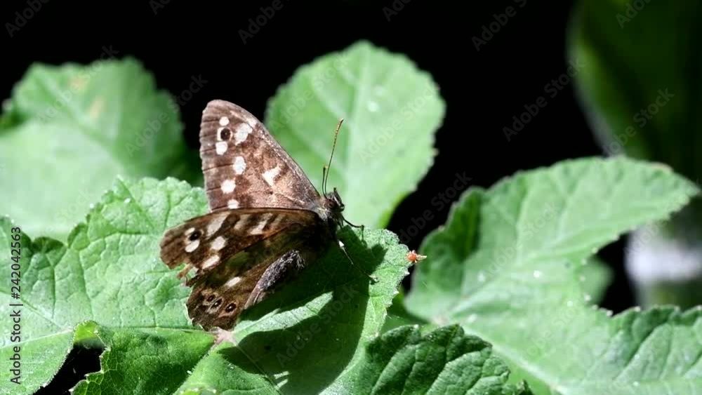 Butterfly - Speckled Wood, Pararge aegeria Butterfly - Speckled Wood, Pararge aegeria