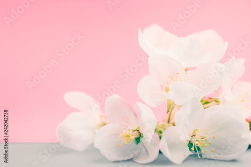 Apple blossoms over blurred color background