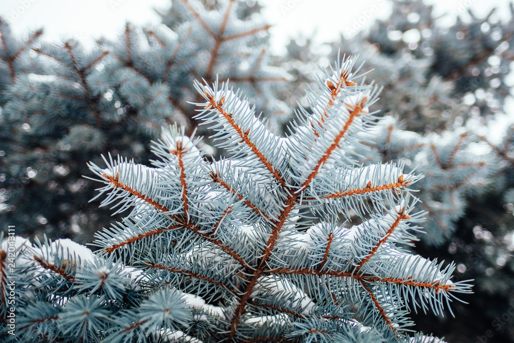 Winter cold snow frost background fir tree close up Winter cold snow frost background fir tree close up