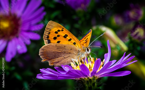 Small Copper Butterfly