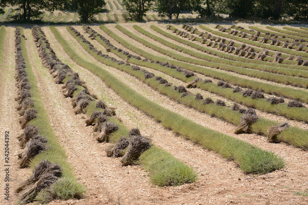 Many lines of cut lavenders in harvested fields, with bunches of cut flowers. Trees in the background. In Drome Provencale, Provence in France.