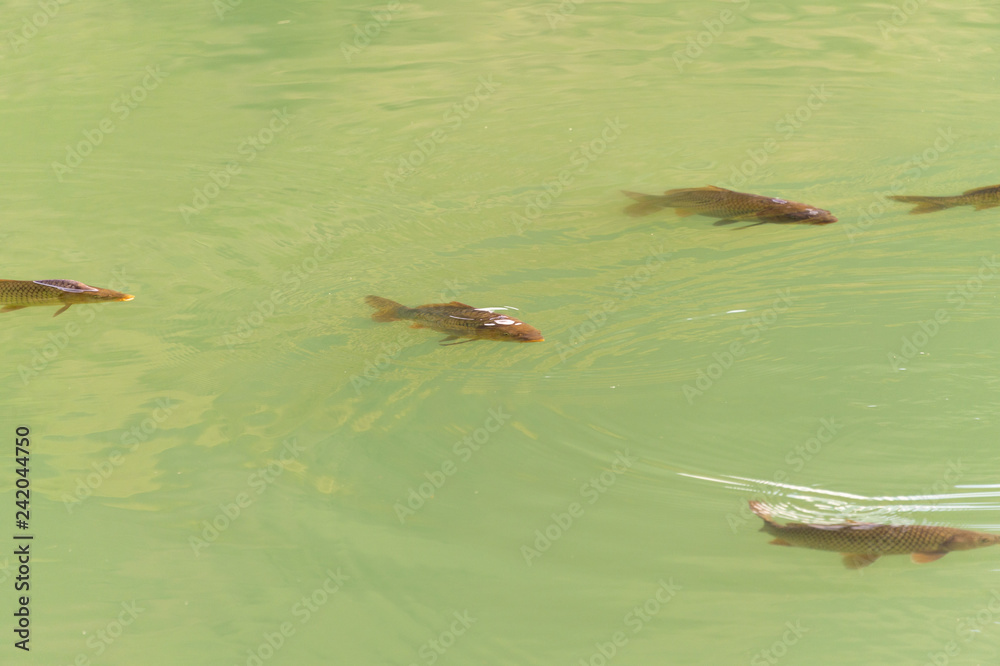 Fototapeta premium Fish on the surface of the water to breathe