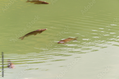 Fish on the surface of the water to breathe