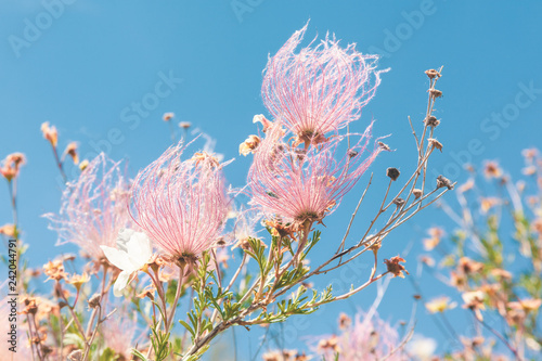 Plakat w ramie Apache Plume Flowers