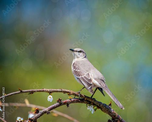 Spring Mockingbird