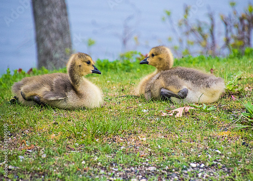 Twin Goslings