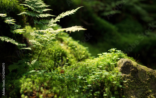 Moss and plants on stones. Natural background in the forest. Summer composition in the forest. Green color as a background.