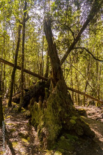 Unberührte Natur - Tasmanischer Regenwald