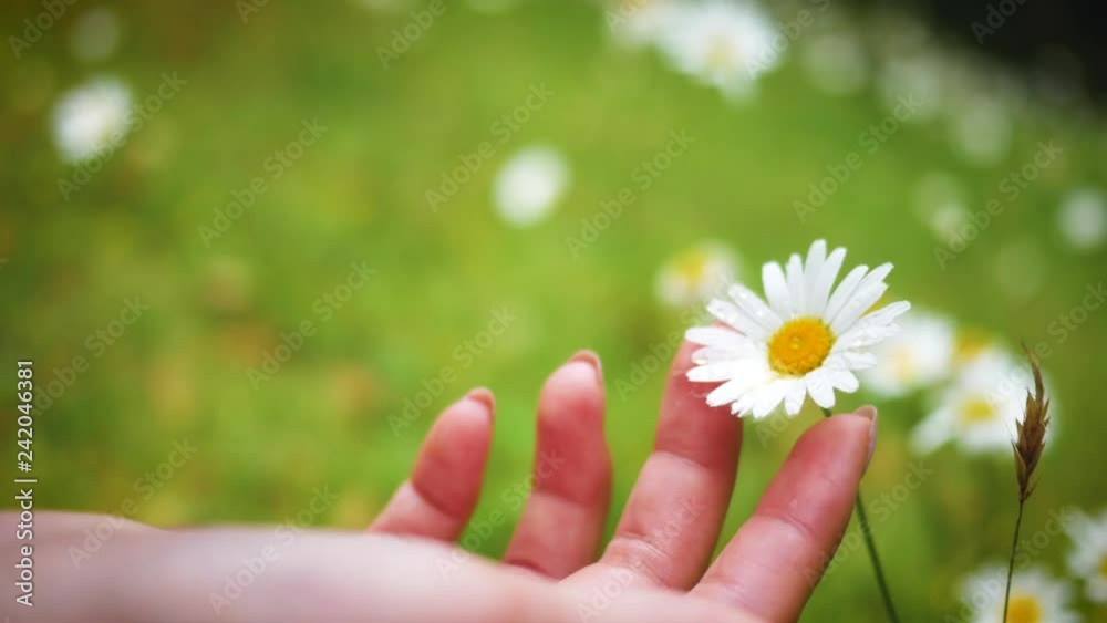 young girl touching daisies with her hand in the garden in summer young girl touching daisies with her hand in the garden in summer
