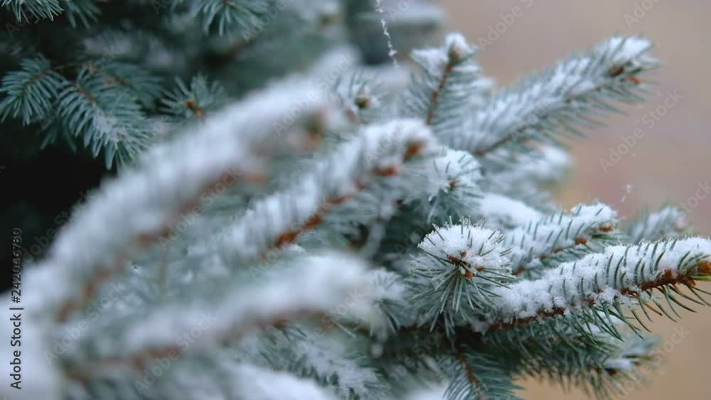 Green branches of spruce, fir under the snow. Evergreen tree. The first snow, autumn, spring, early winter. Slow Motion. Green branches of spruce, fir under the snow. Evergreen tree. The first snow, autumn, spring, early winter. Slow Motion.