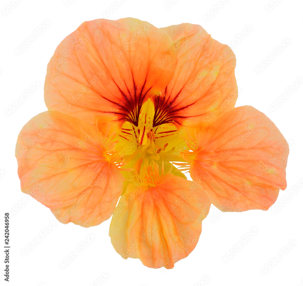 Nasturtium close-up single flower bright yellow orange yellow isolated on white background Nasturtium close-up single flower bright yellow orange yellow isolated on white background