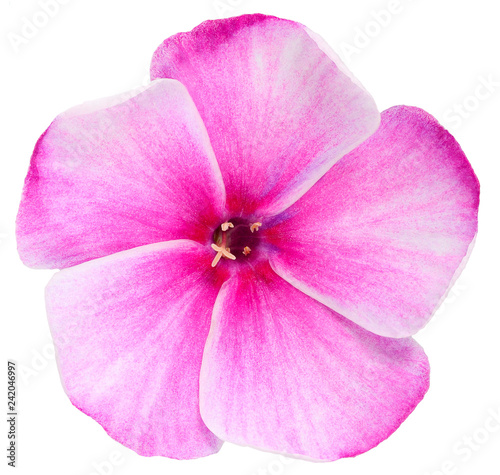 Phlox is the only purple flower