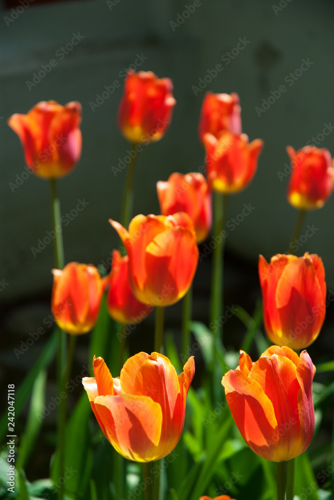 Bright colored tulips in the garden in springtime.