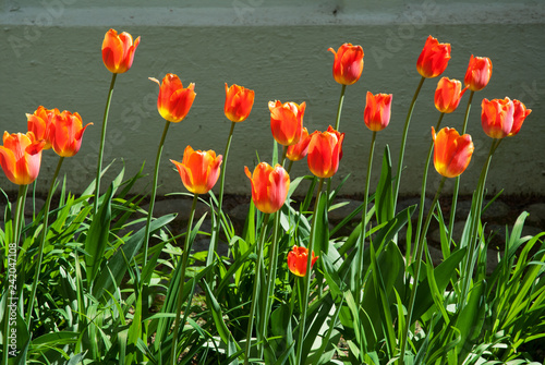 Bright colored tulips in the garden in springtime. © ekim