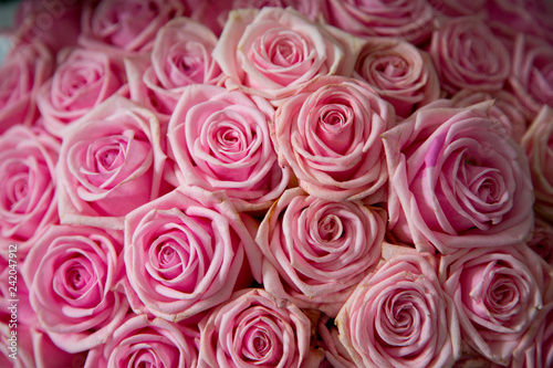 Pink roses background. Isolated flowers