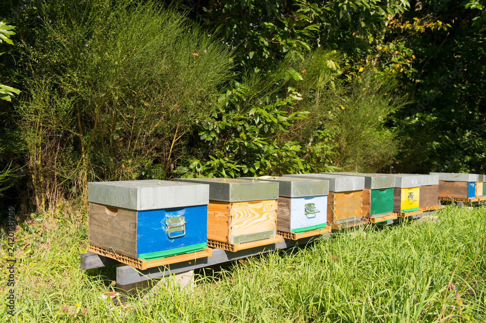 Beehives in forest Beehives in forest