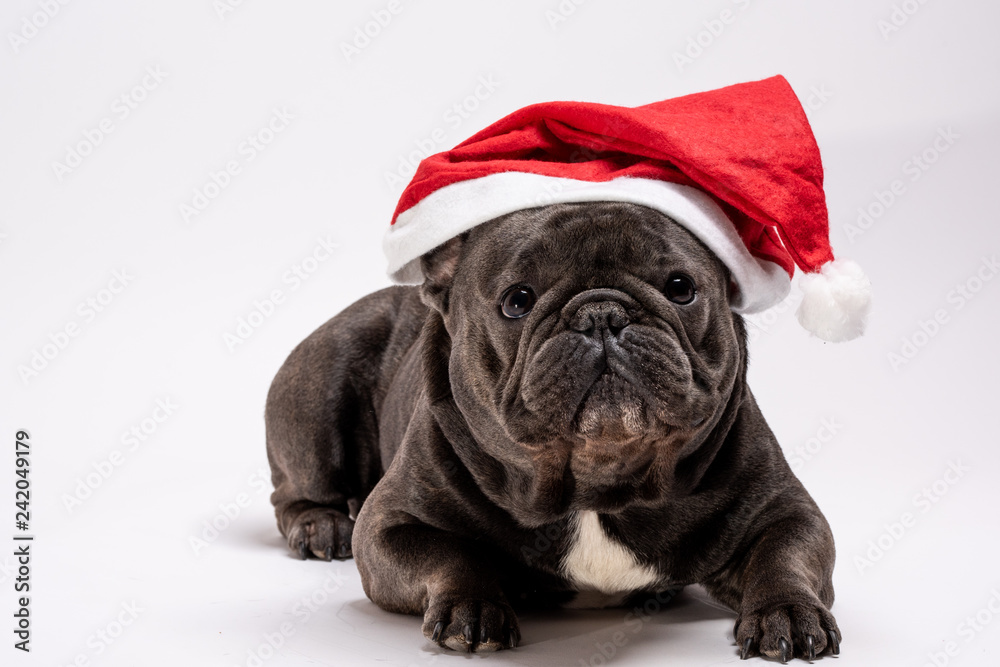 Adorable purebreed french bulldog wearing Santa Claus hat laying on white background. Isolated portrait shot against white background perfect for commercial concept