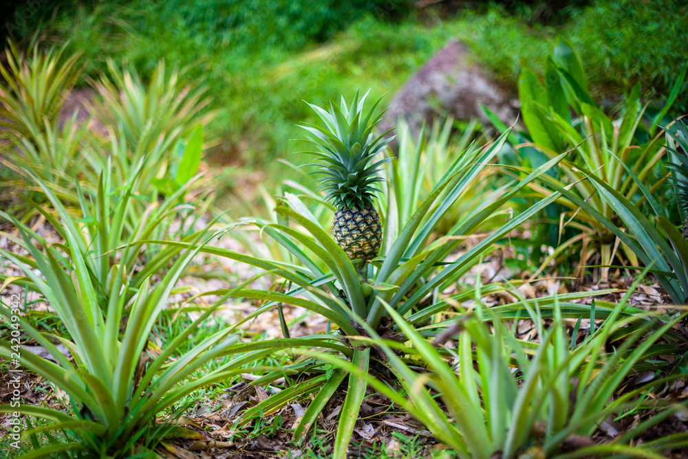 Ananas plant - Bromeliacae Pineapple tropical food in nature, Ananas plant - Bromeliacae Pineapple tropical food in nature,